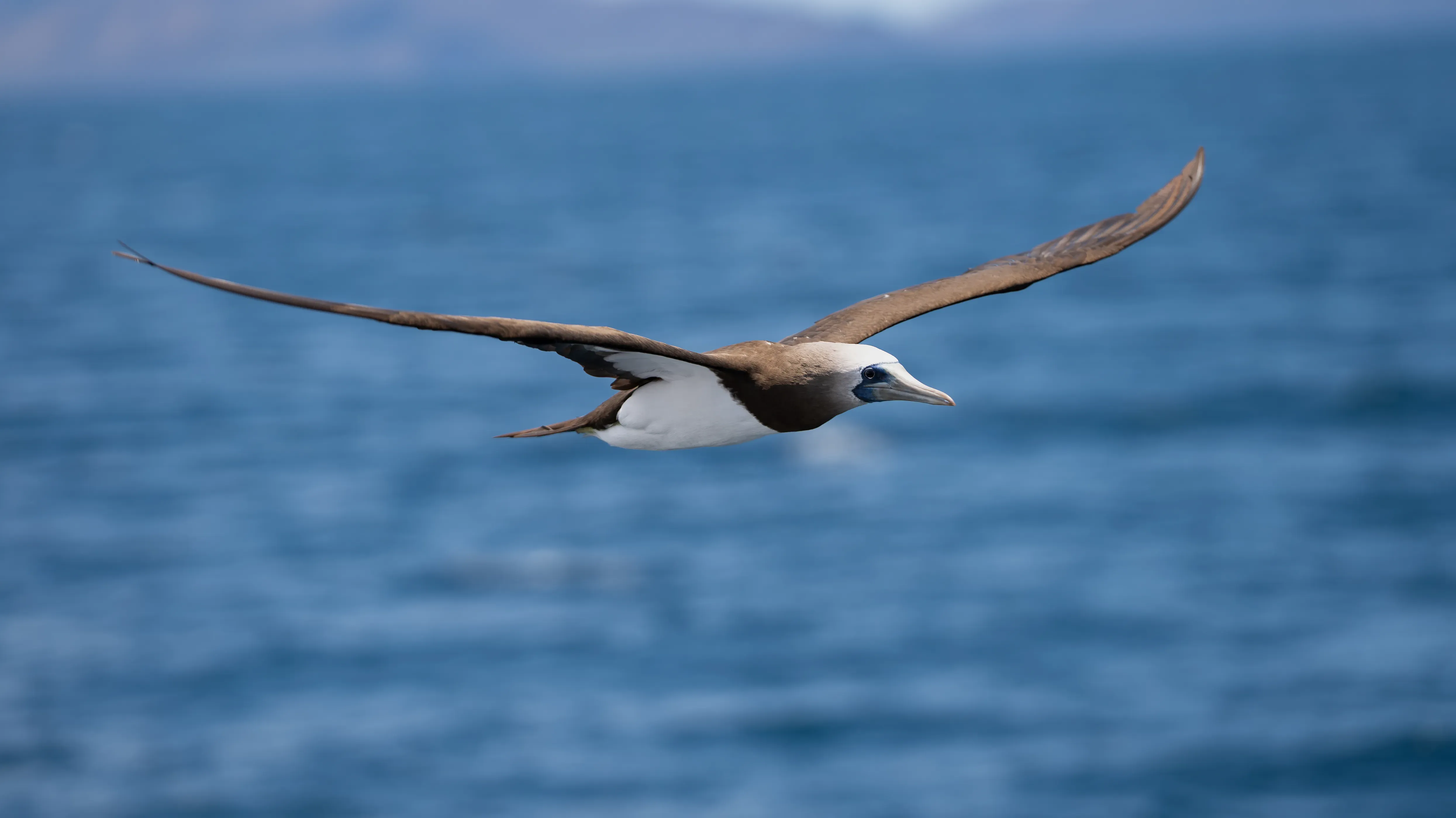 COLIBRI