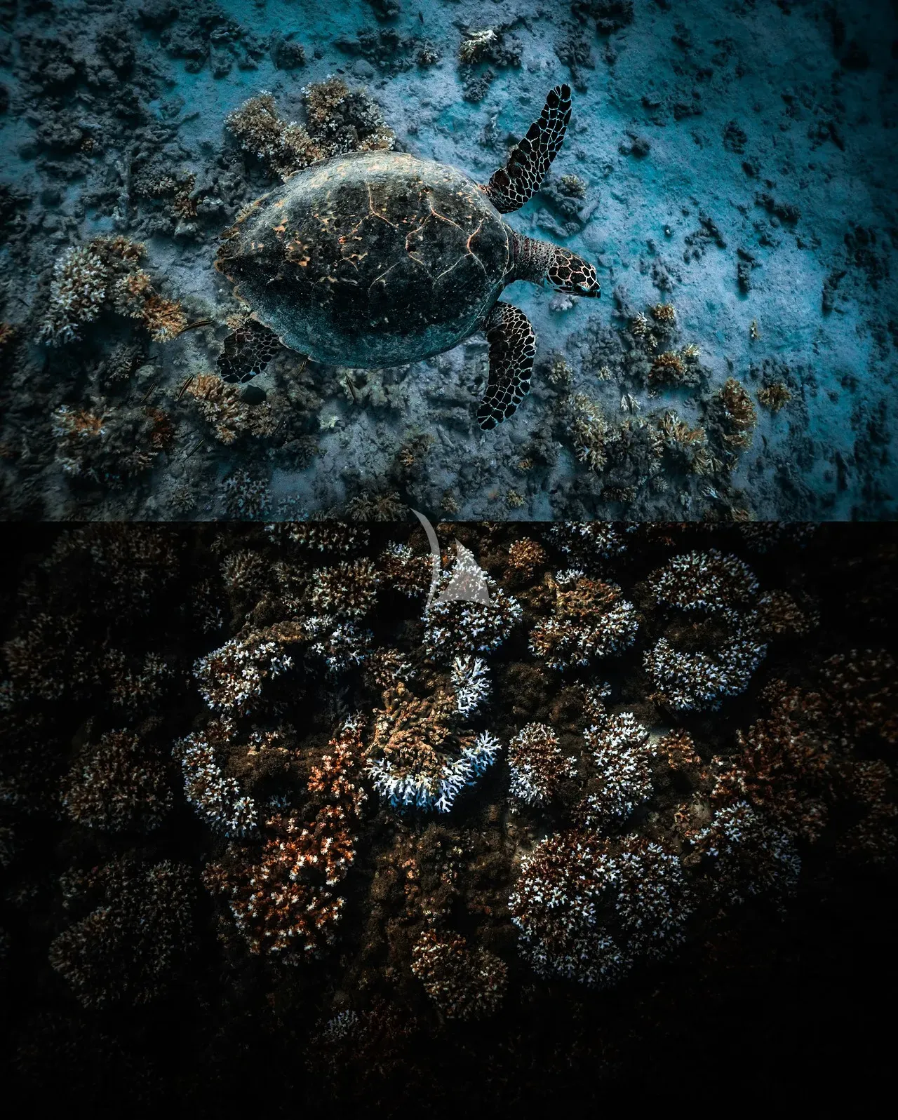 KONTIKI WAYRA