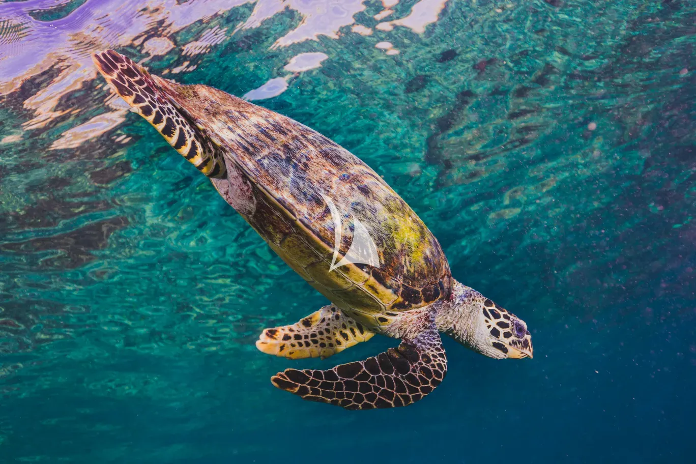 THE MAJ OCEANIC