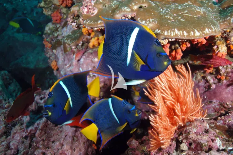 THE MAJ OCEANIC