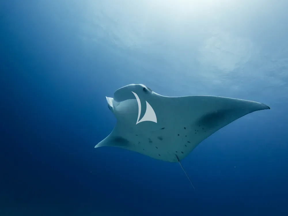 THE MAJ OCEANIC